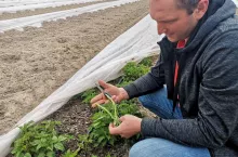 plantacja maliny jesiennej