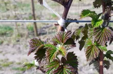 malina komunikat sadowniczy