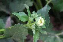 truskawka po przymrozkach