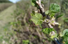 komunikat jagodowy procam