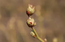 komunikat jagodowy krzysztof gasparski