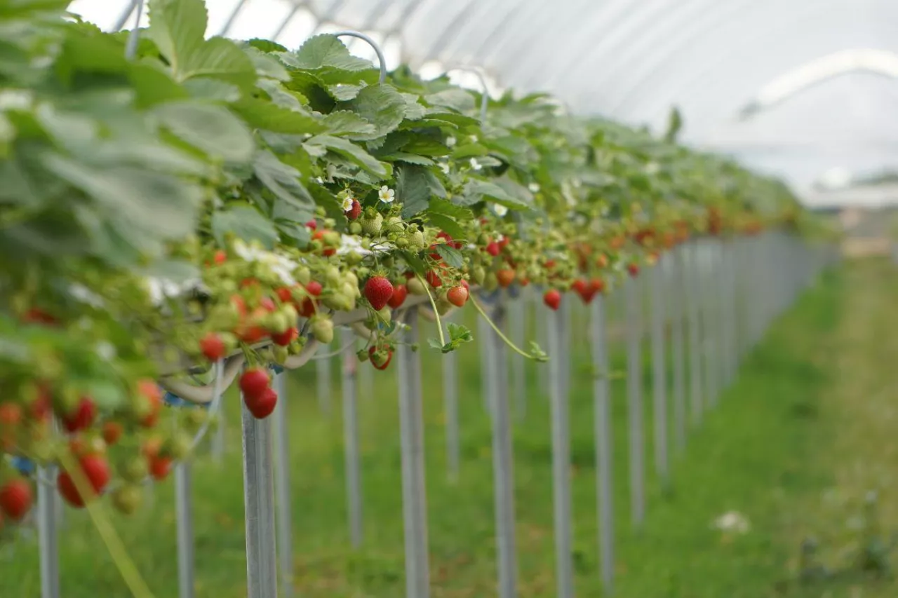 truskawka malina jagody