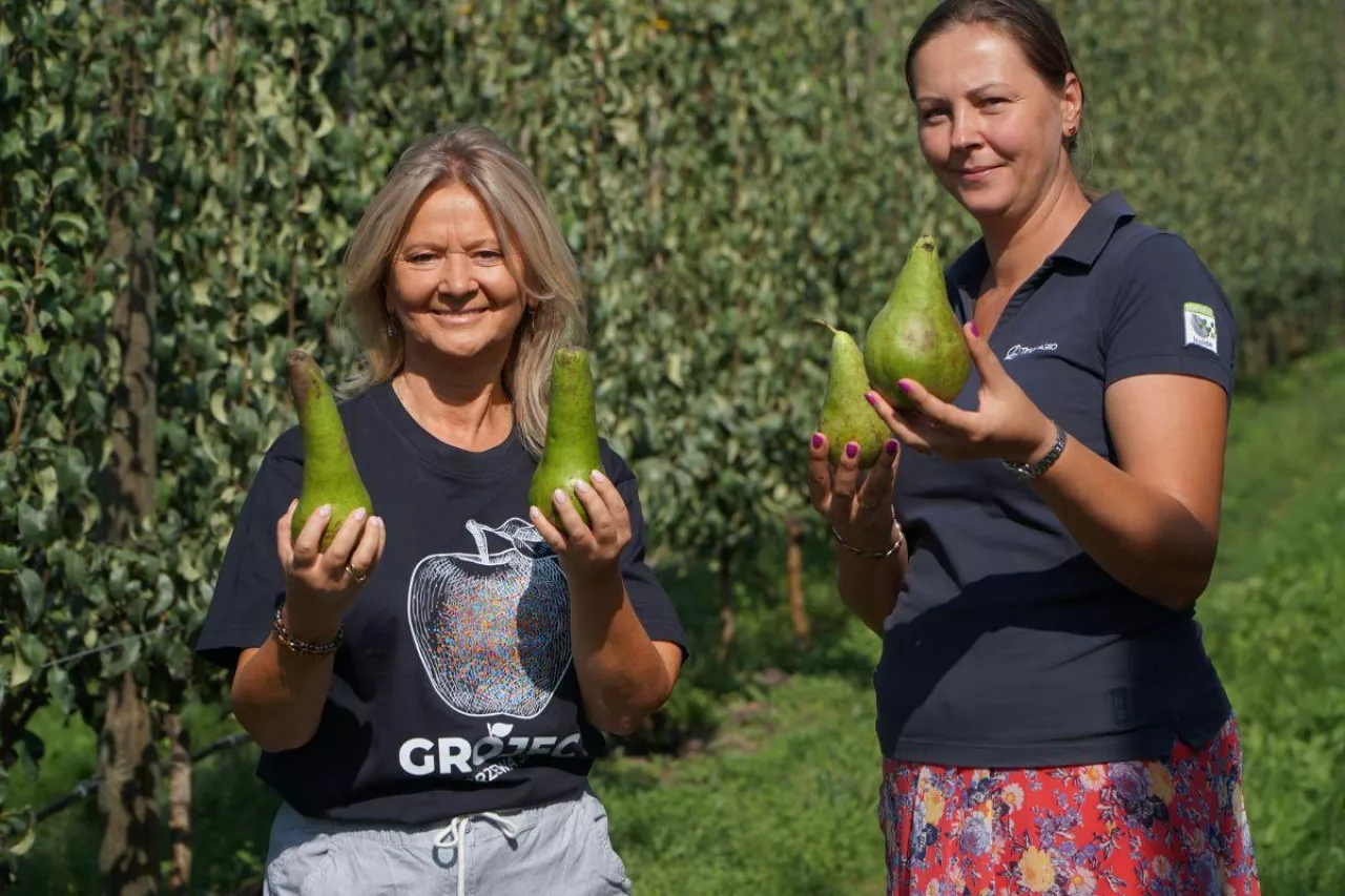 sezon w sadach gruszowych