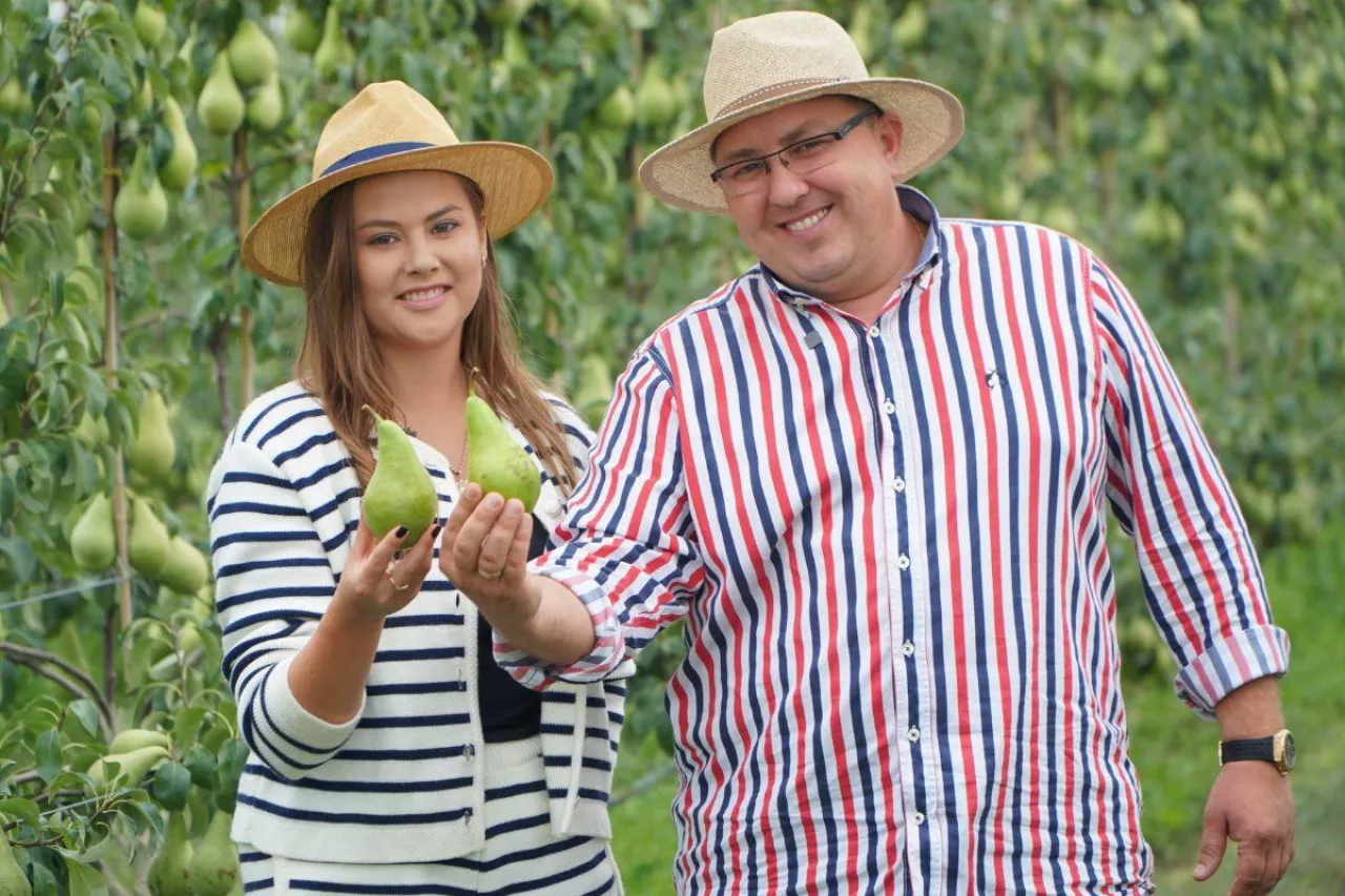 zbiory gruszek w gospodarstwie panstwa kot