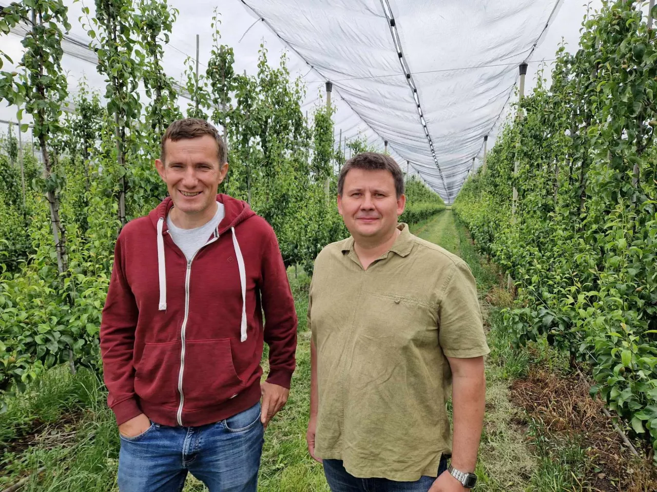 miodówka gruszowa plamista