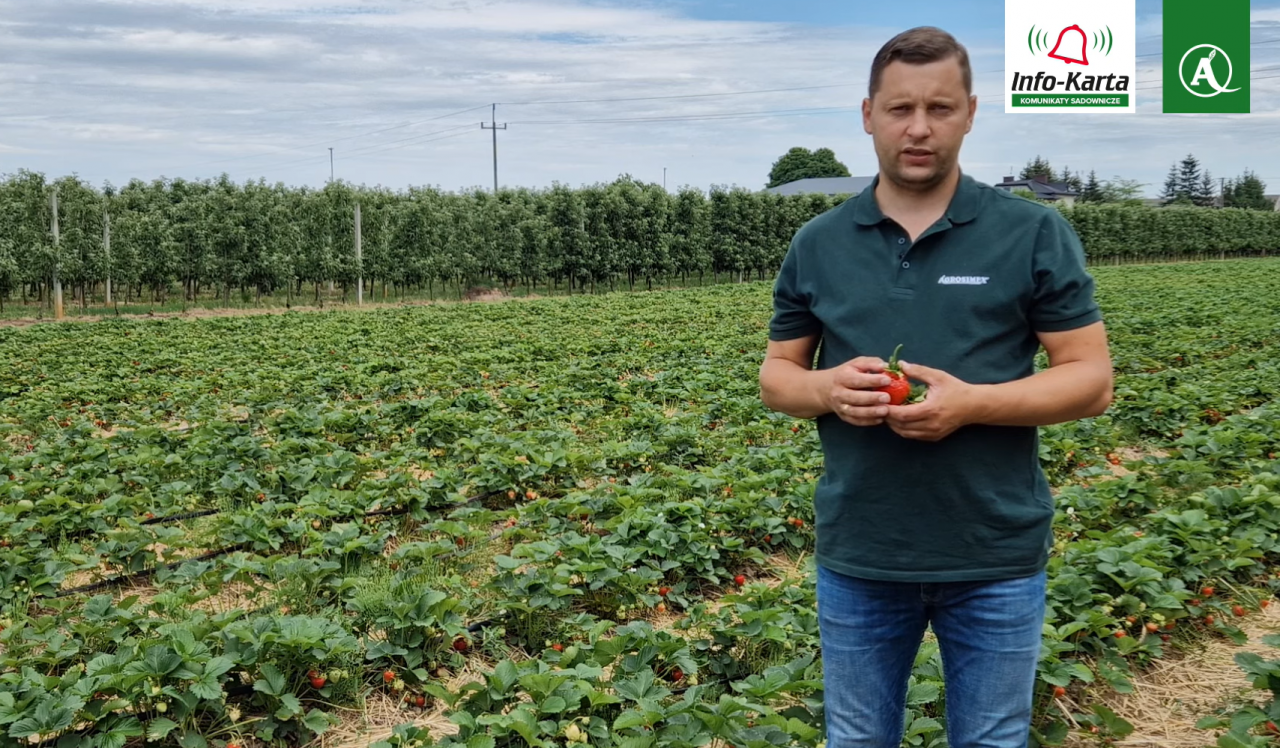 tomasz domanski agrosimex