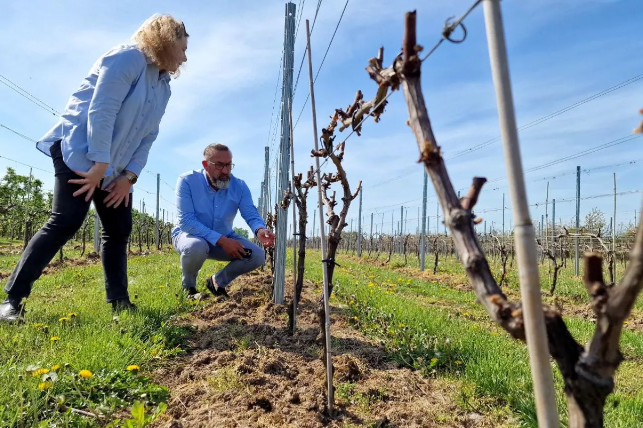 winnica po przymrozkach