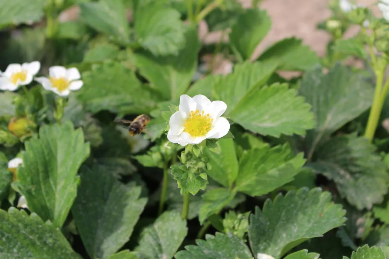 kwitnienie truskawek