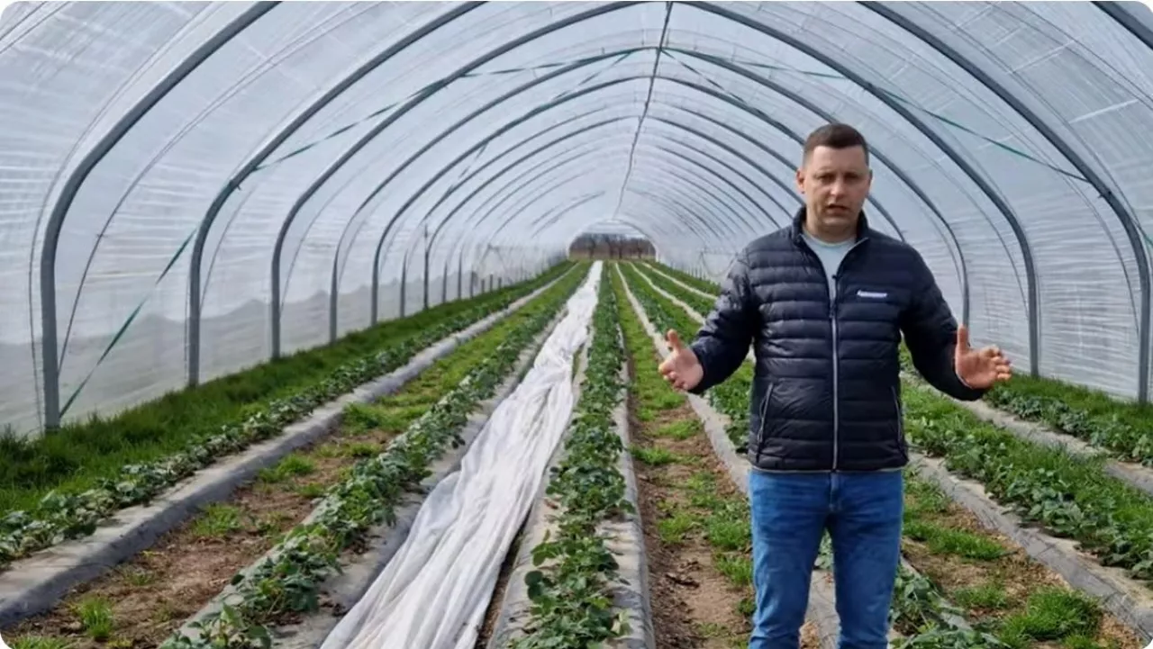 Tomasz Domański Agrosimex - truskawki pod osłonami