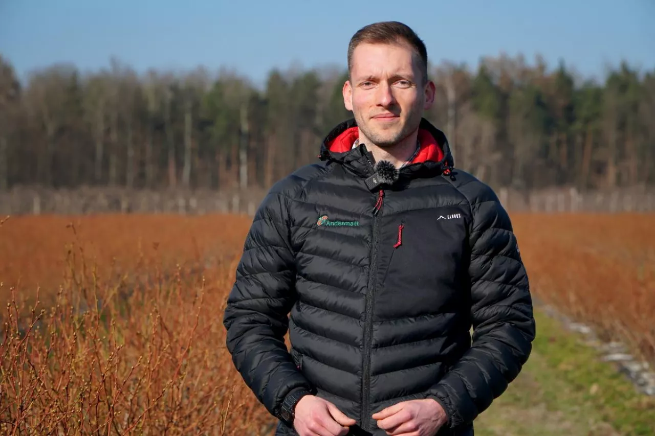 Bartłomiej drzazga na plantacji borówek