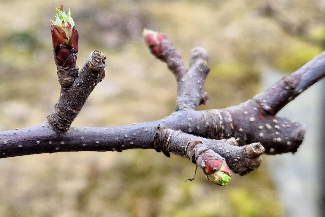 gala i red delicious