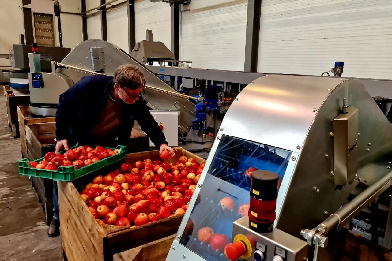 jabłka przemysłowe po przechowywaniu