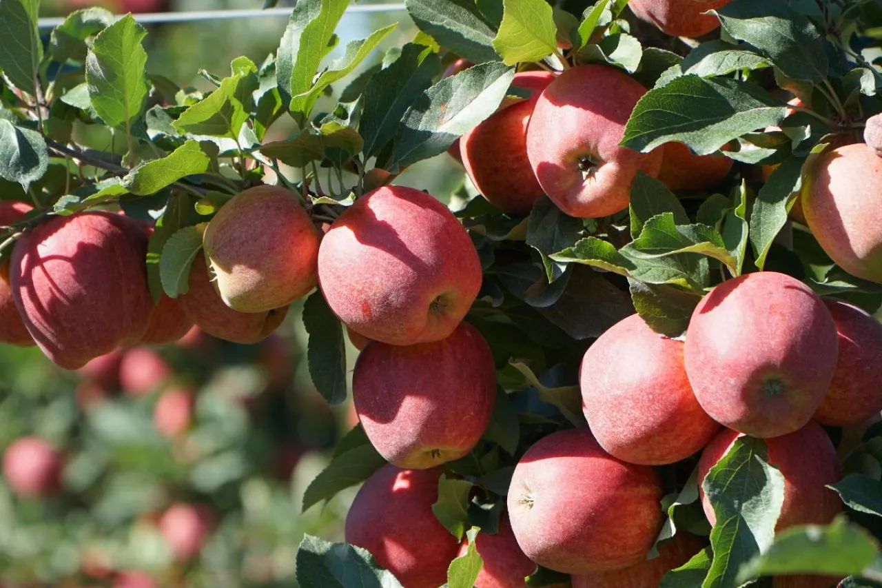 przerzedzanie jabłoni