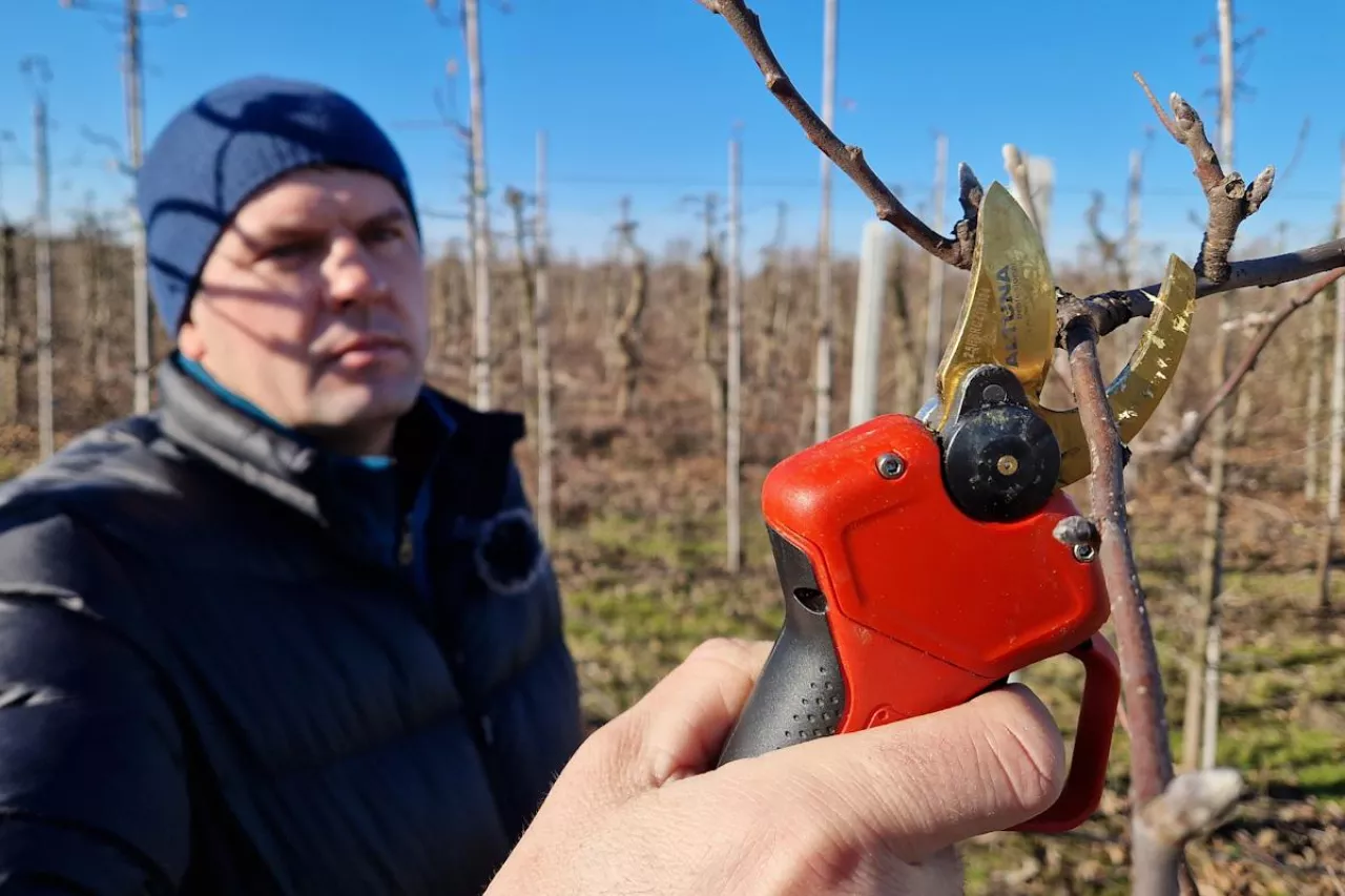 sekator elektryczny altuna test w sadzie