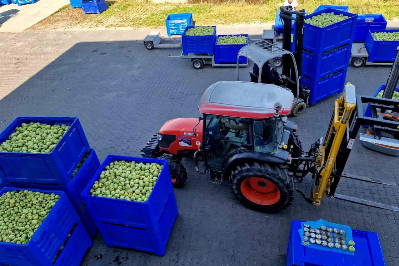 zbiory jabłek gospodarstwo frumel