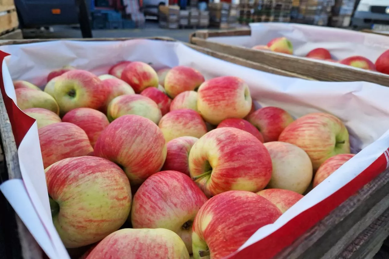 jabłka na rynku hurtowym