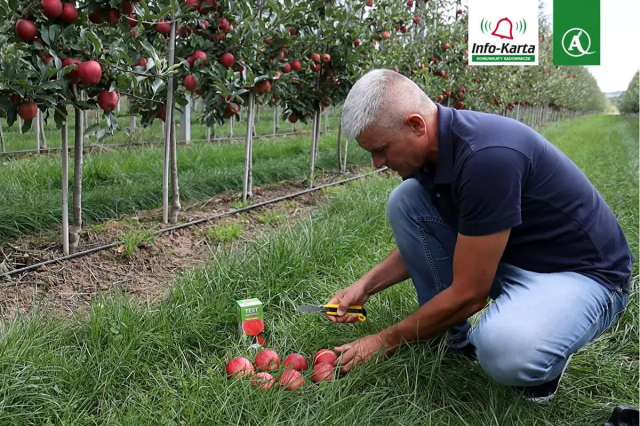 dojrzałość jabłek