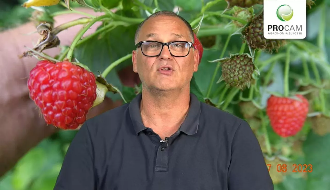 Krzysztof Garsparski - Procam - doradca - komunikat jagodowy 17.08.2023 r.