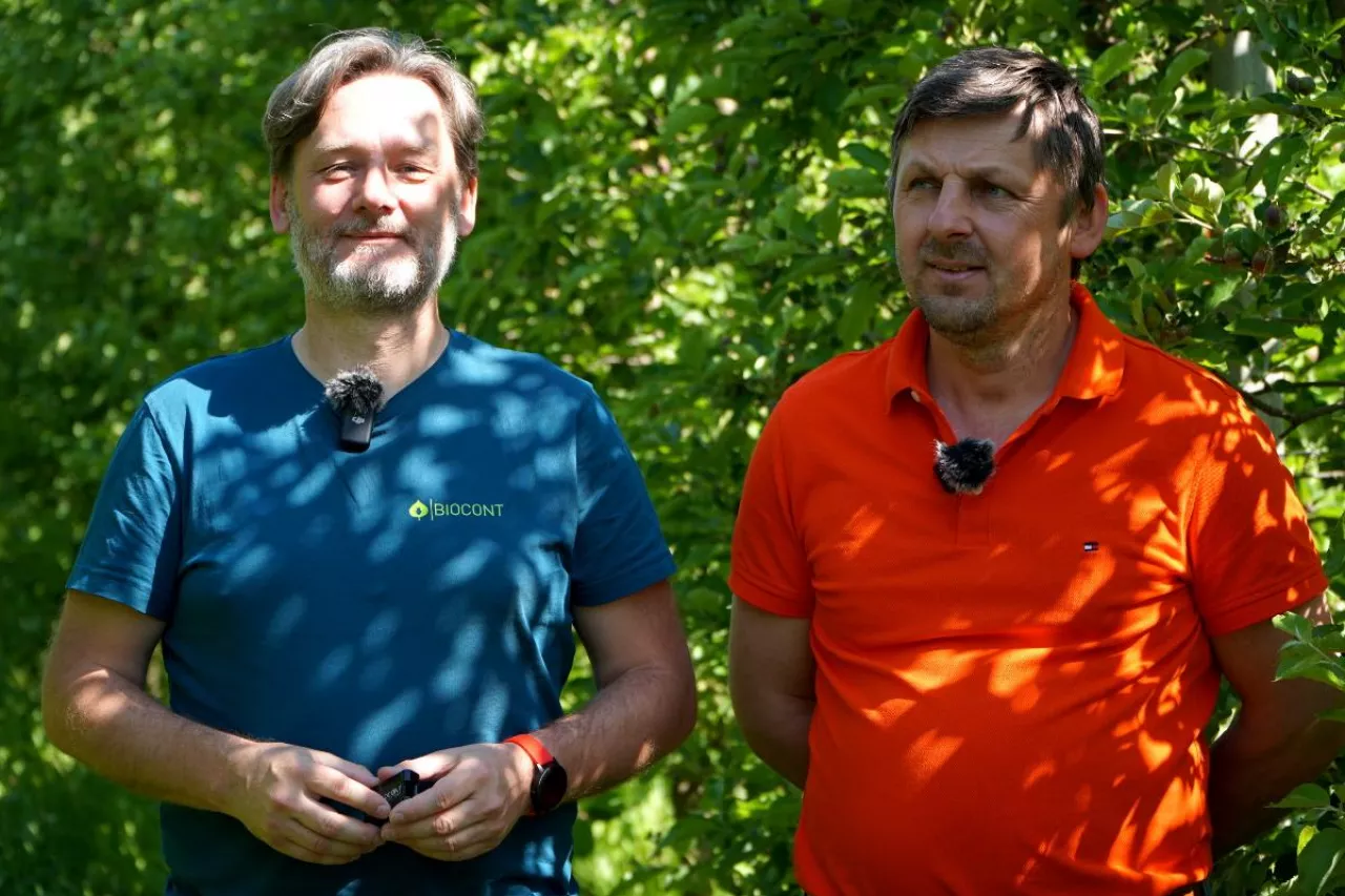 loty owocówki jabłkóweczki