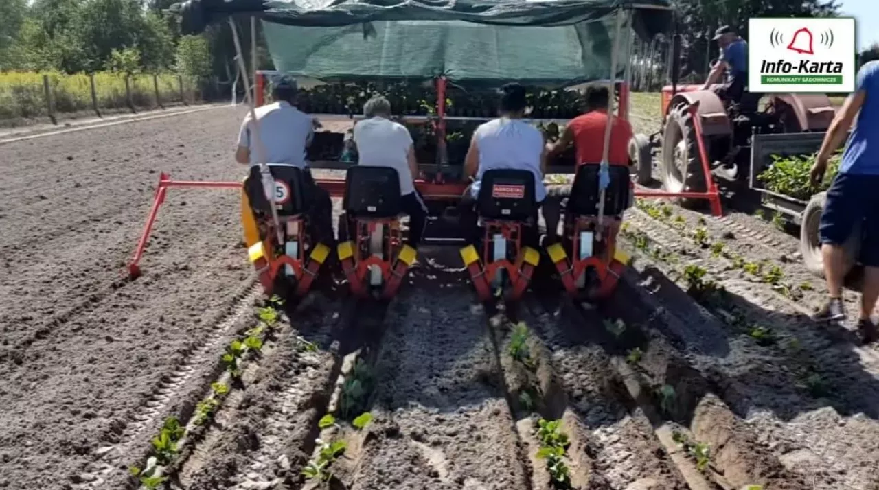 Zakładanie plantacji truskawek