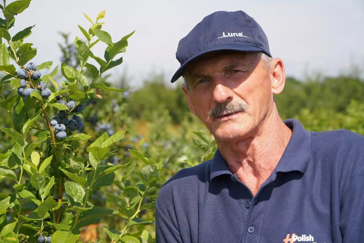 polecane odmiany borówki