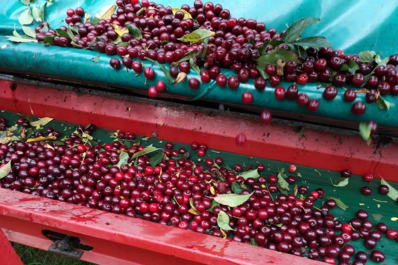 zbiór wiśni w powiecie opolskim