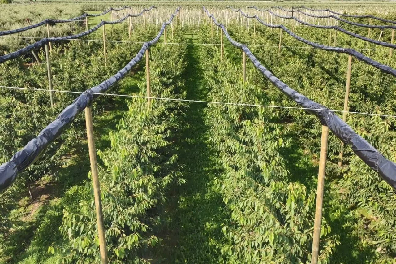 zabiegi pozbiorcze na plantacjach czereśni