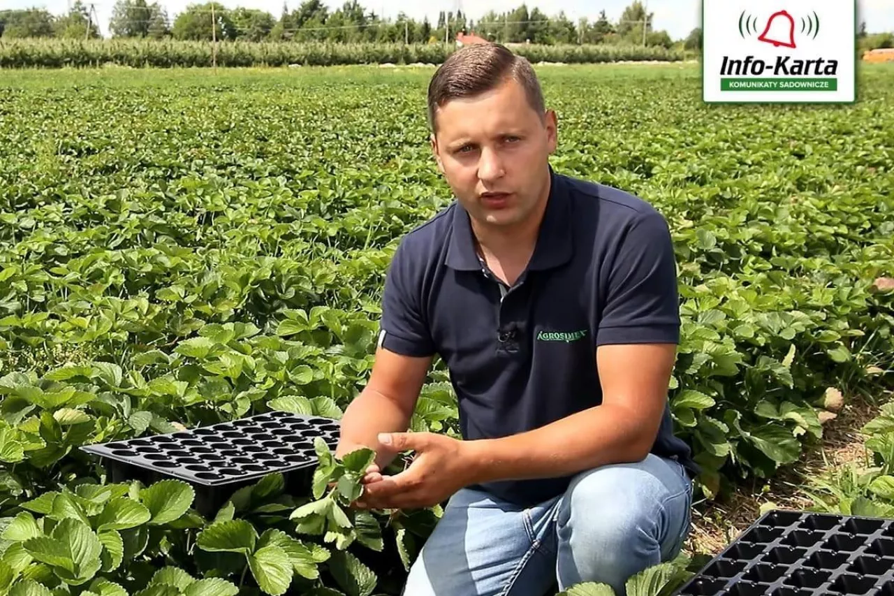 komunikat dla truskawek