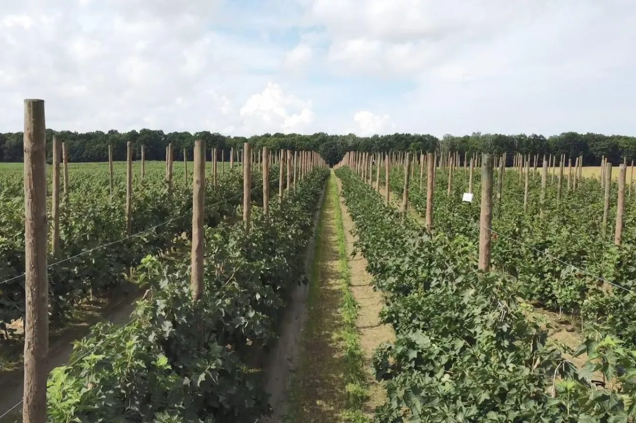 uprawa porzeczek w formie szpalerowej