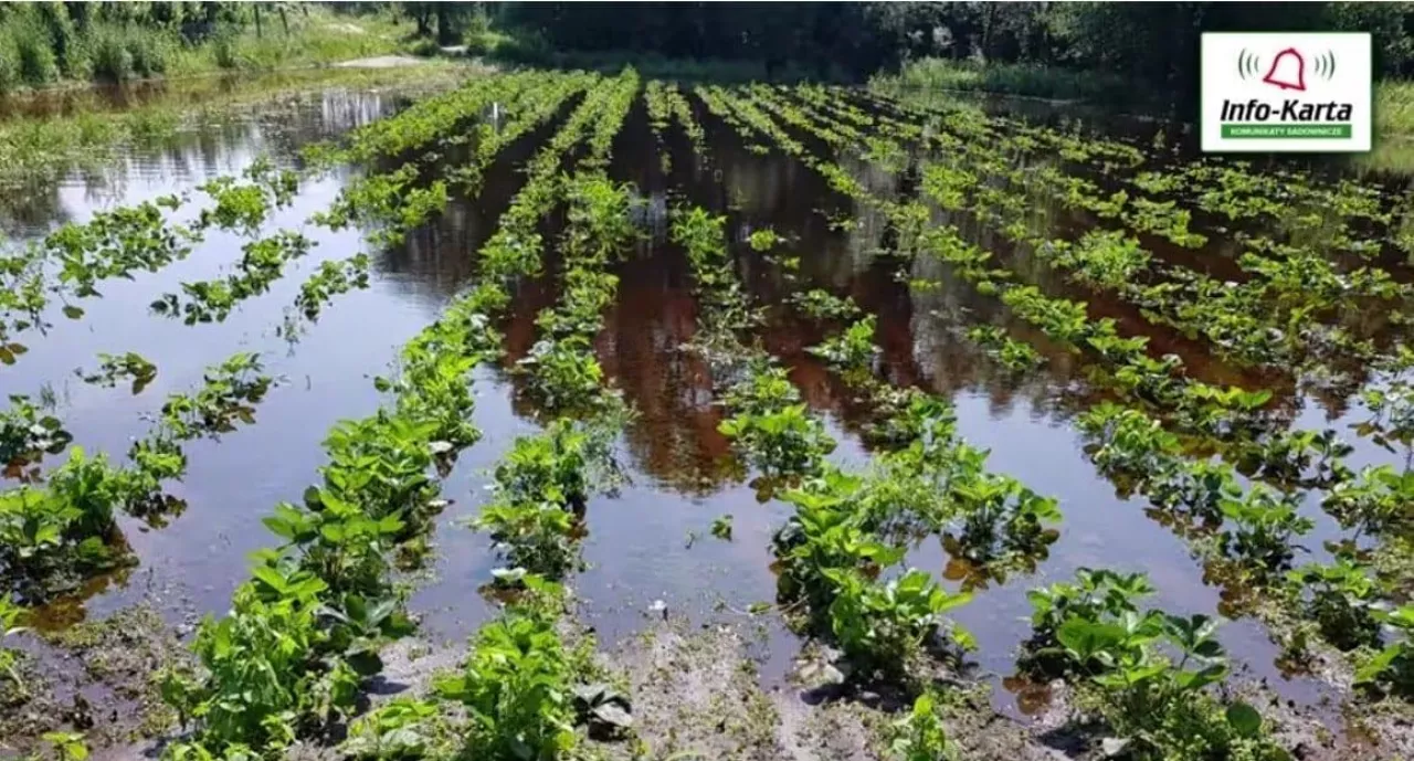 Komunikat jagodowy Agrosimex - 02.07.2020
