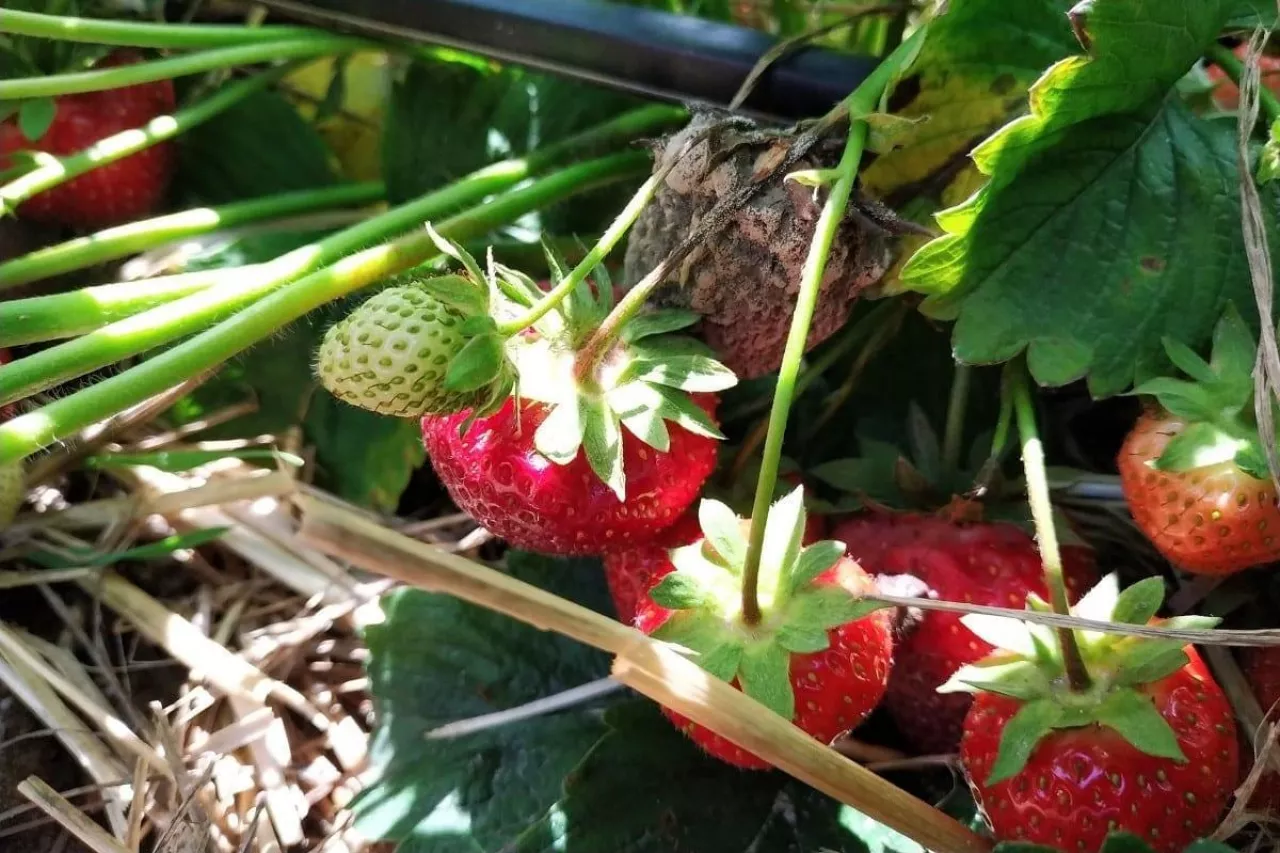 komunikaty sadownicze