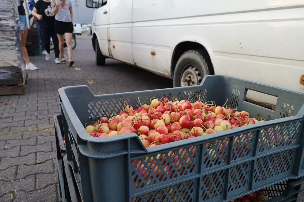 ceny czereśni na broniszach