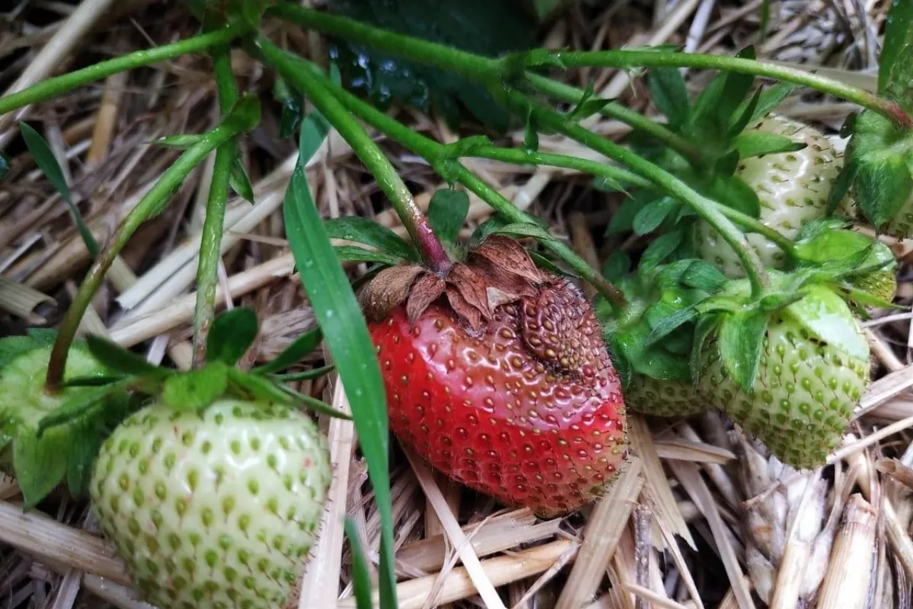 choroby na plantacjach truskawek