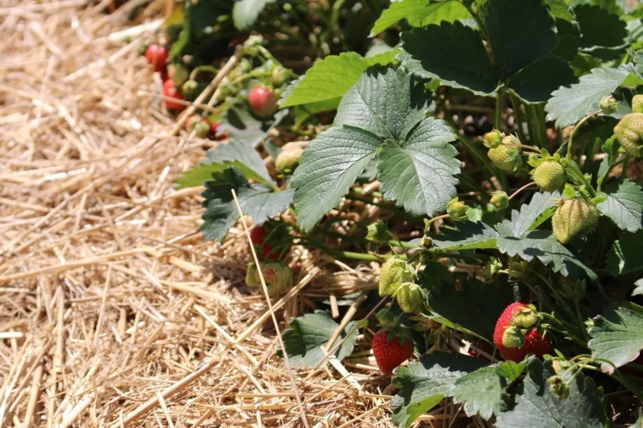 komunikat dla truskawek