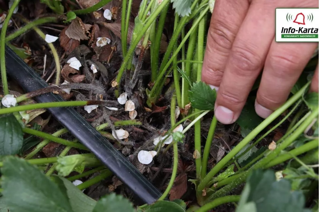 szara pleśń w uprawie truskawek