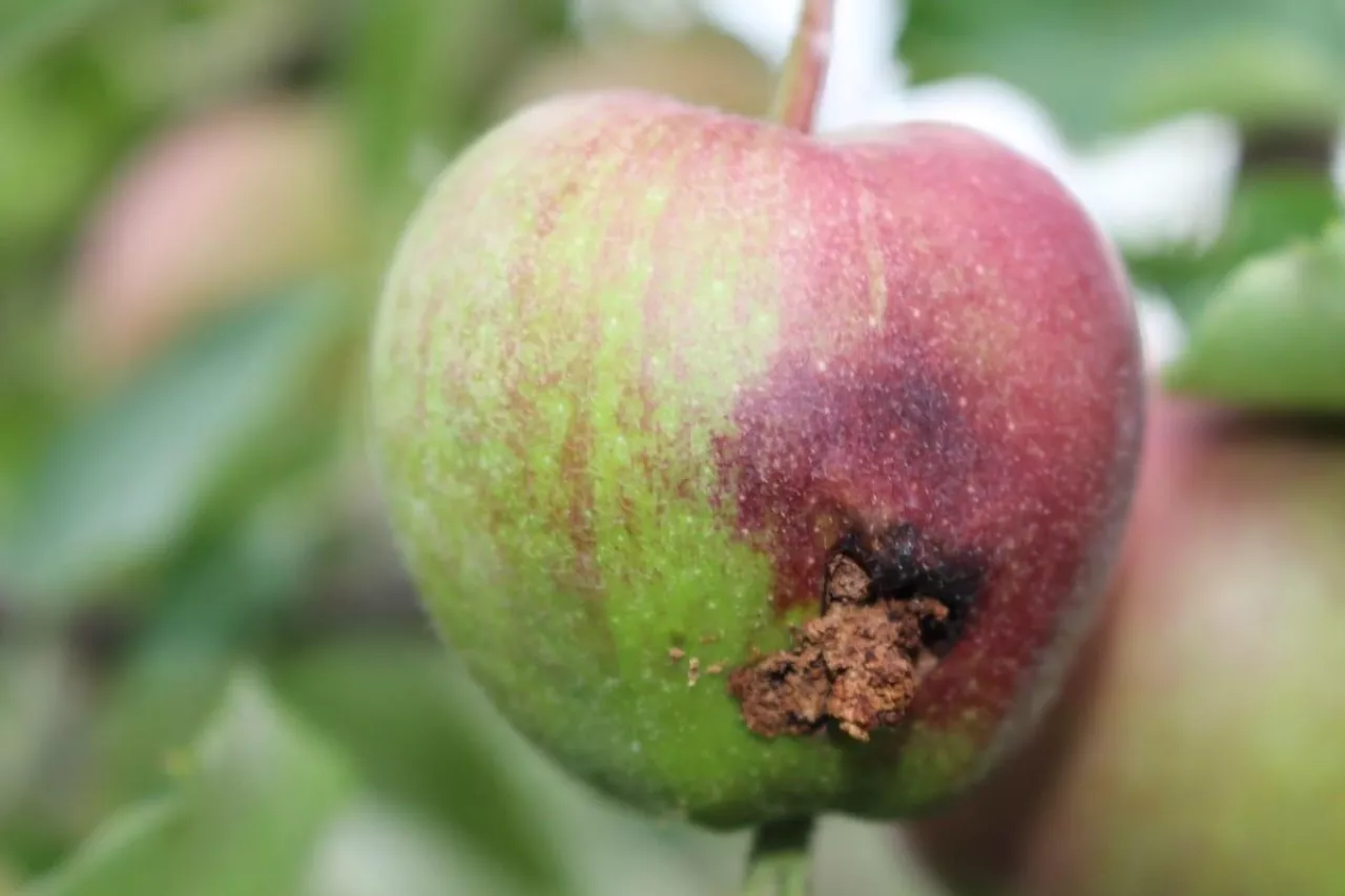 owocówka jabłkóweczka zwalczanie 2020