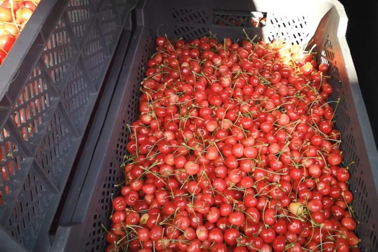 pierwsze polskie czersnie