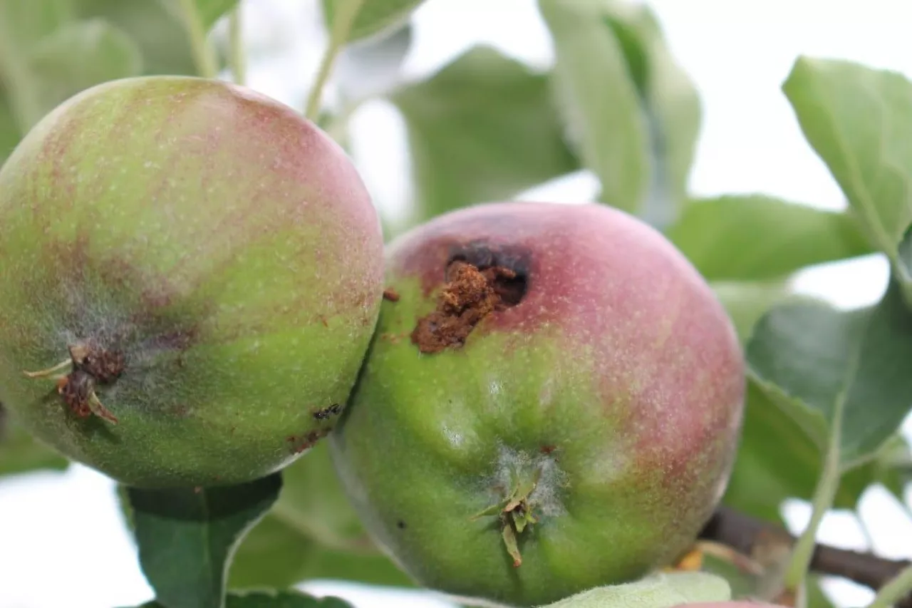 owocówka jabłkóweczka