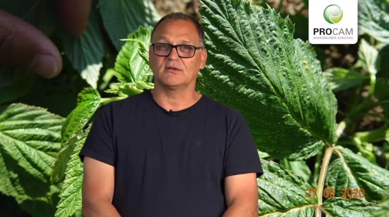 Komunikat Jagodowy PROCAM 11 z 27 05 2020