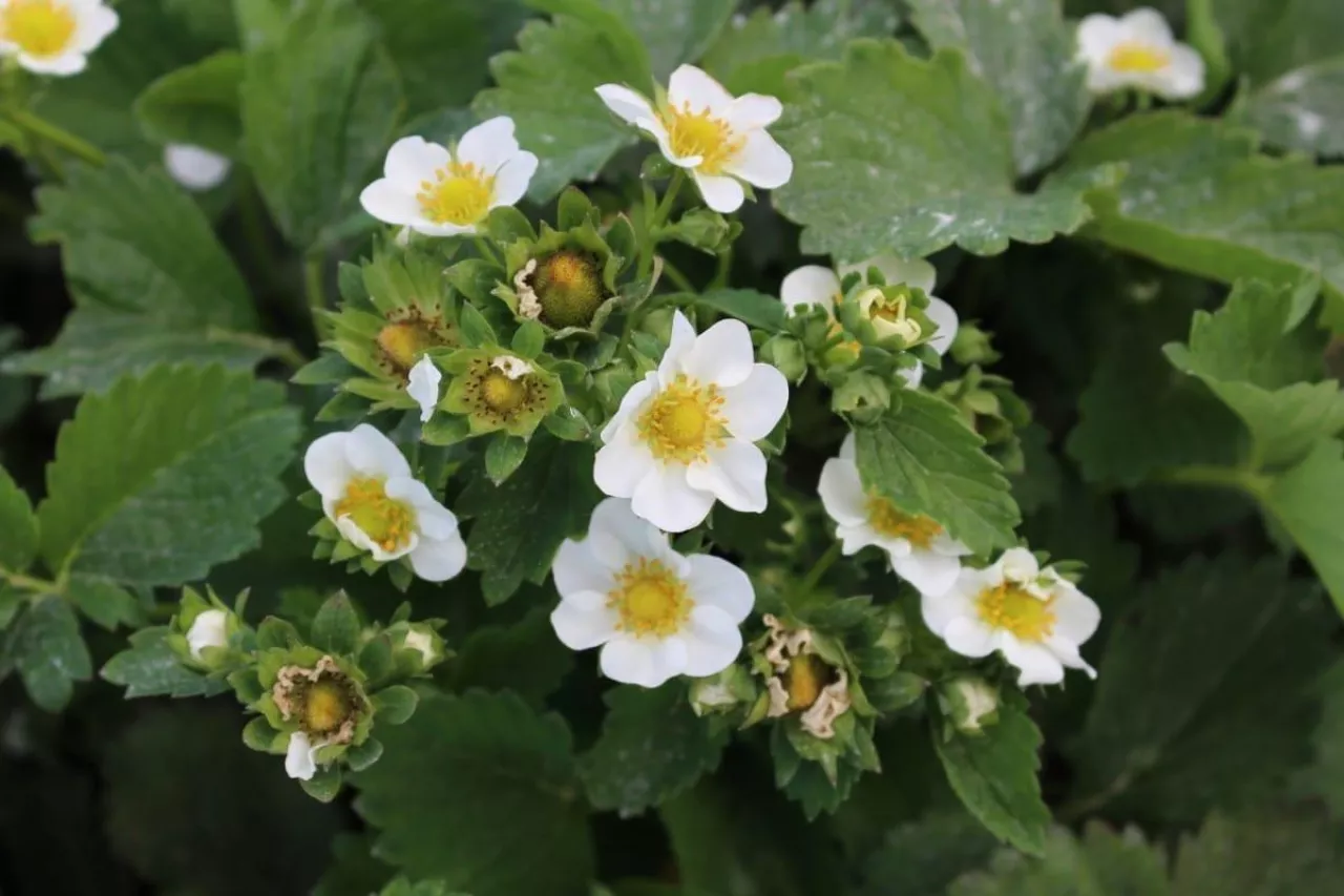 truskawki w fazie kwitnienia