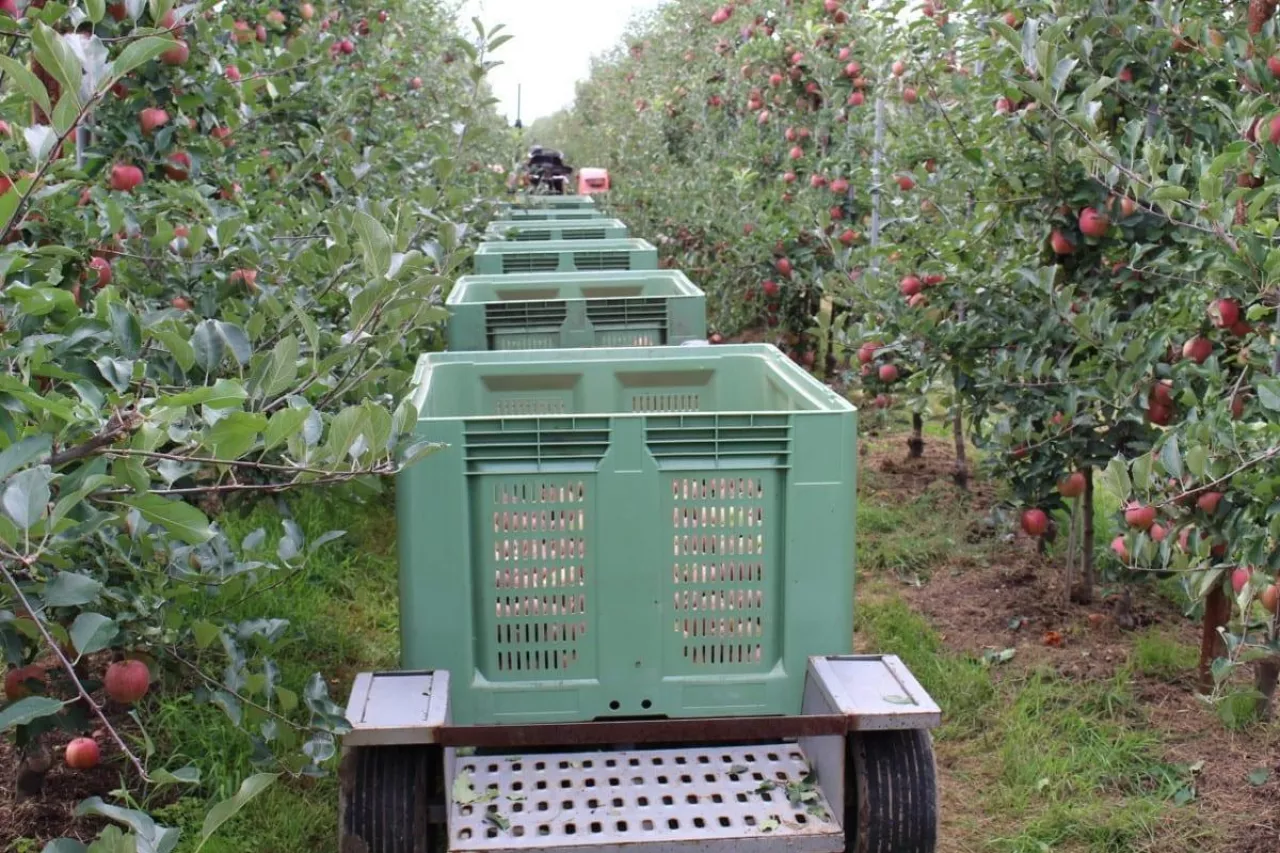 brak chetnych do pracy w sadownictwie