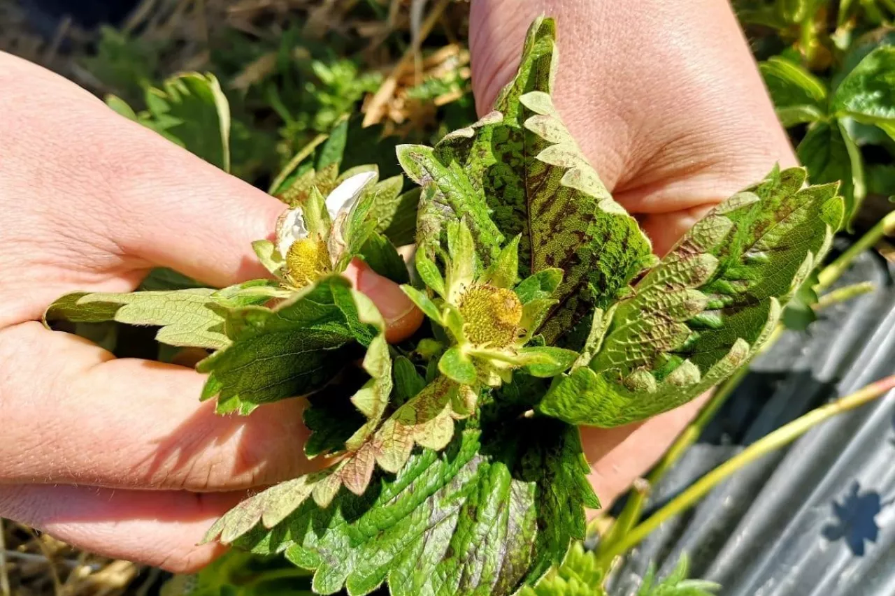 regeneracja plantacji truskawek po przymrozkach