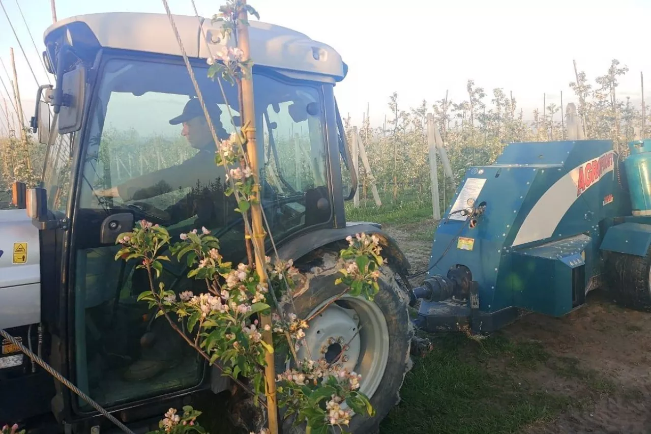 przymrozki-zimna zośka-2020