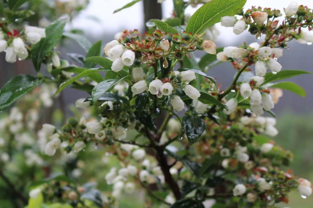 komunikat sadowniczy dla borówki