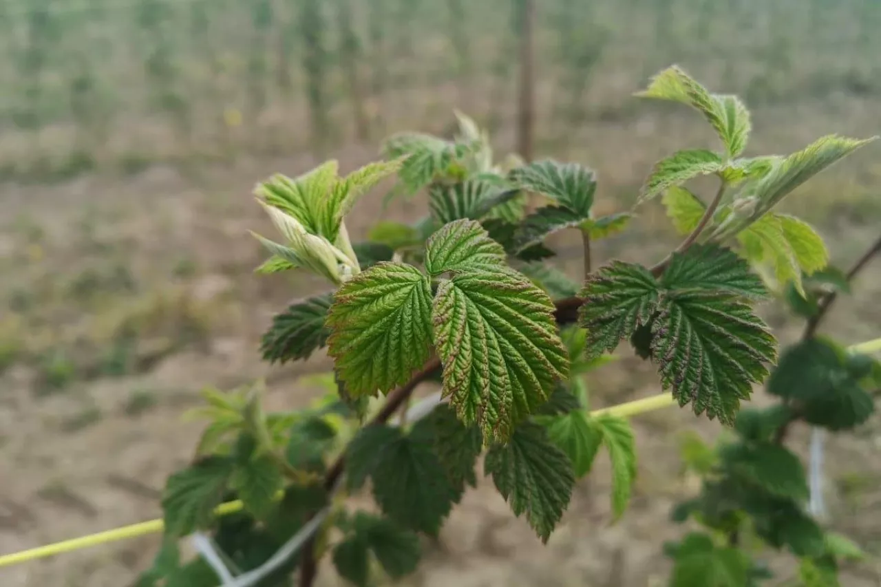 przymrozki na plantacjach malin