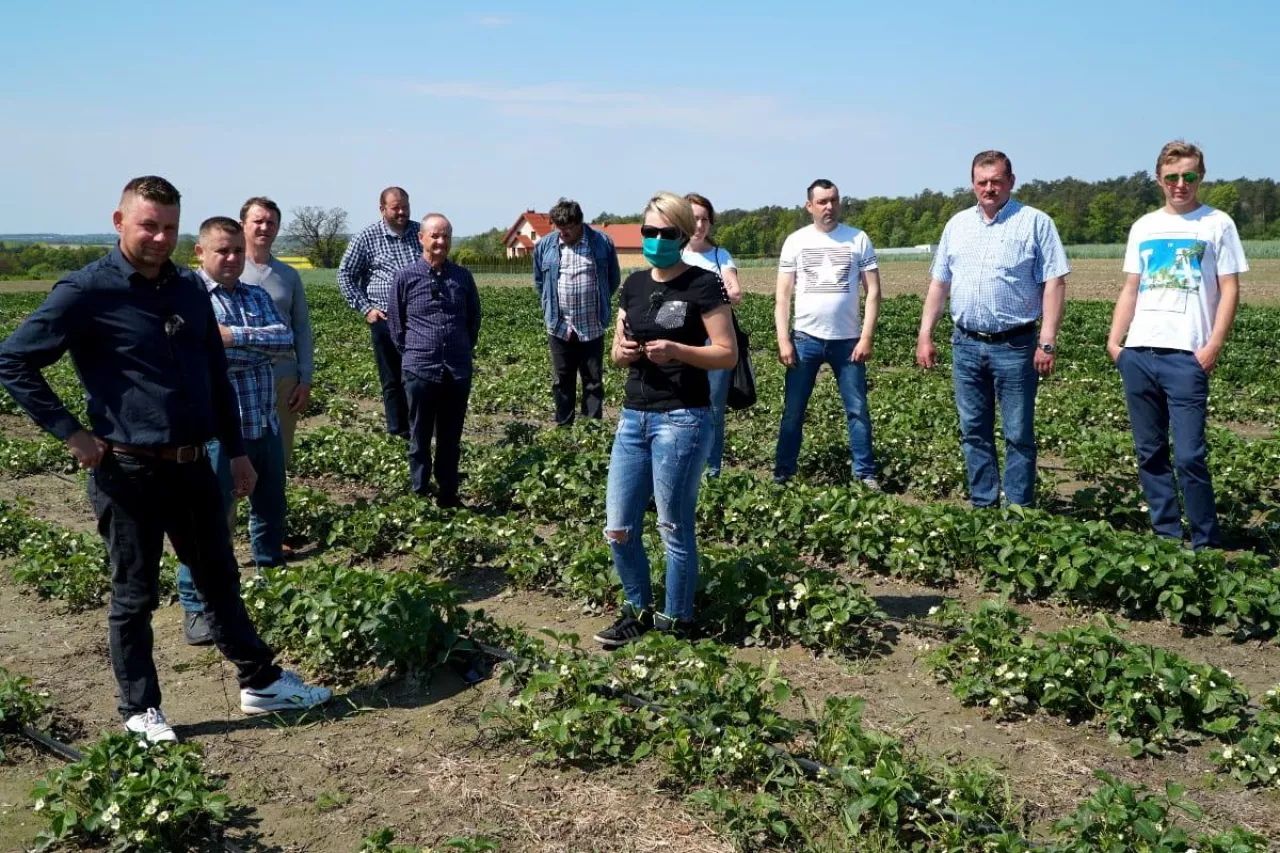 brak pracowników do zbioru truskawek