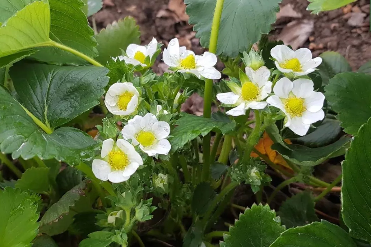 komunikaty sadownicze