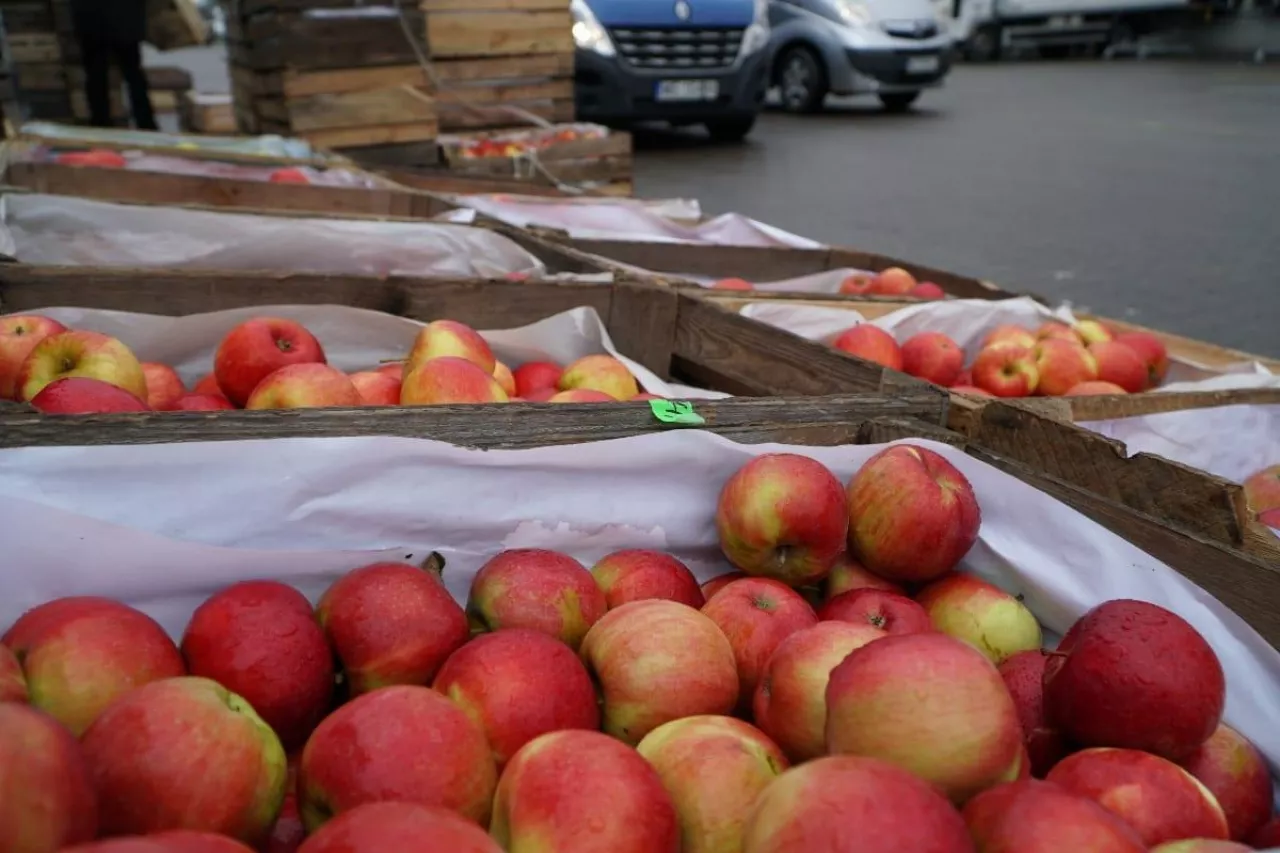 bronisze ceny jabłek