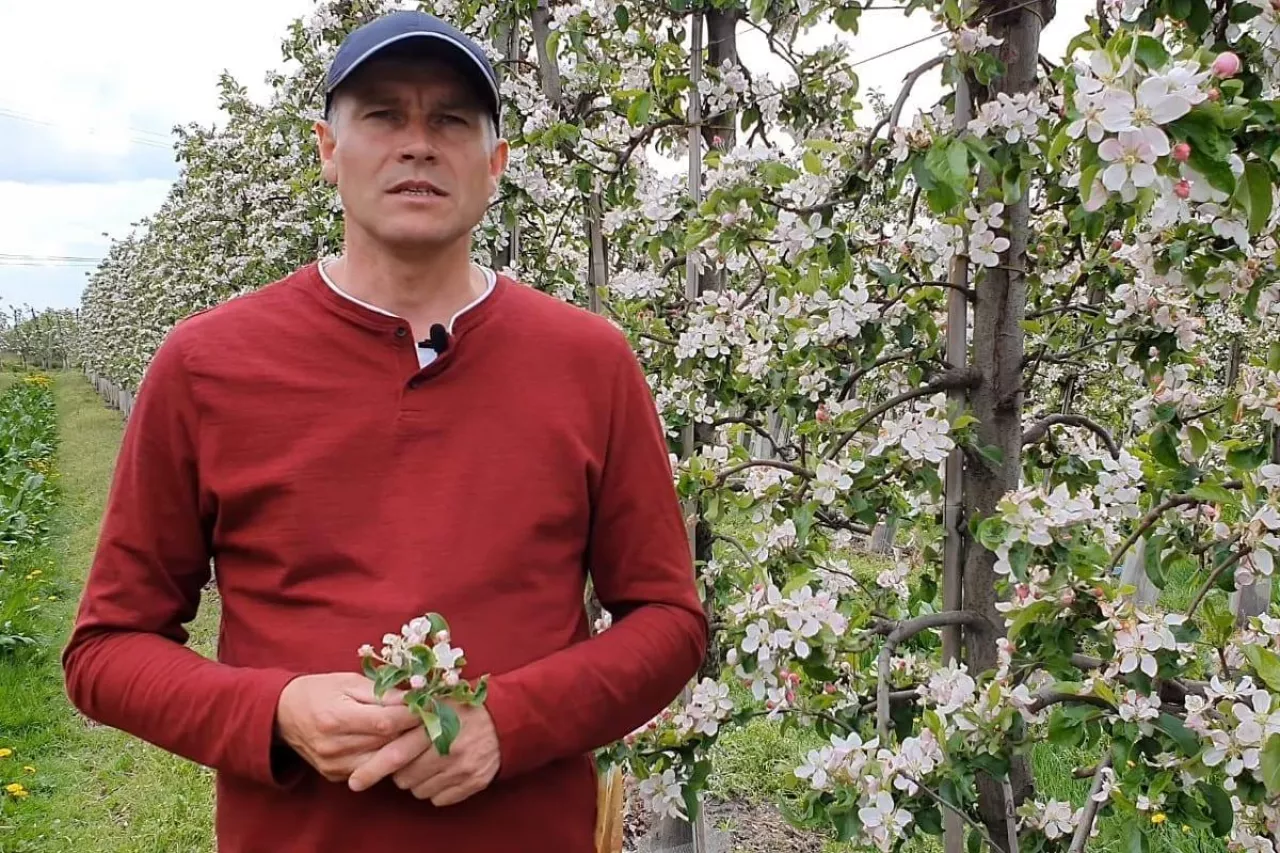 komunikaty sadownicze