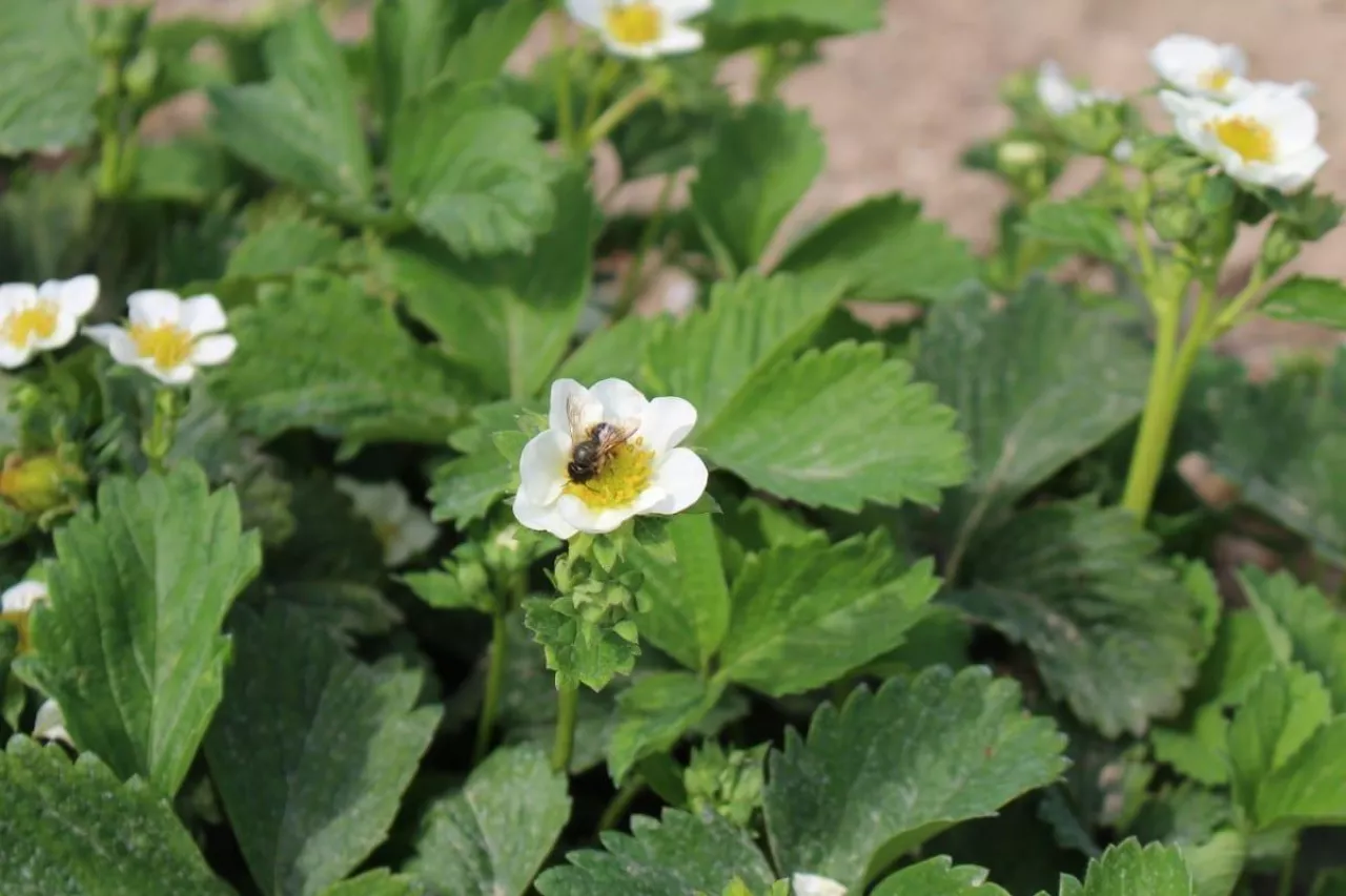 komunikat jagodowy procam
